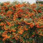 Pyracantha 'Orange Glow' struik